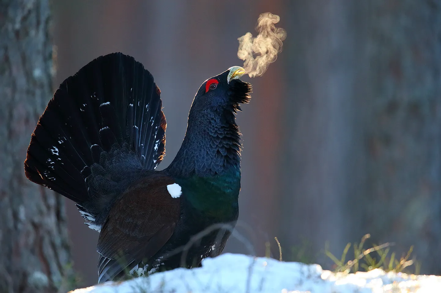 Konkursi peapreemia vääriline foto.