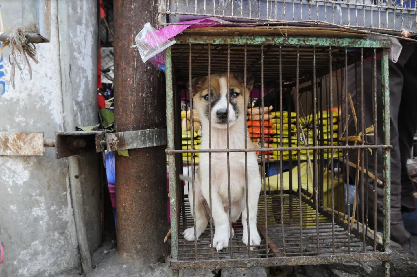 Vietnami Hanoi loomaturg.