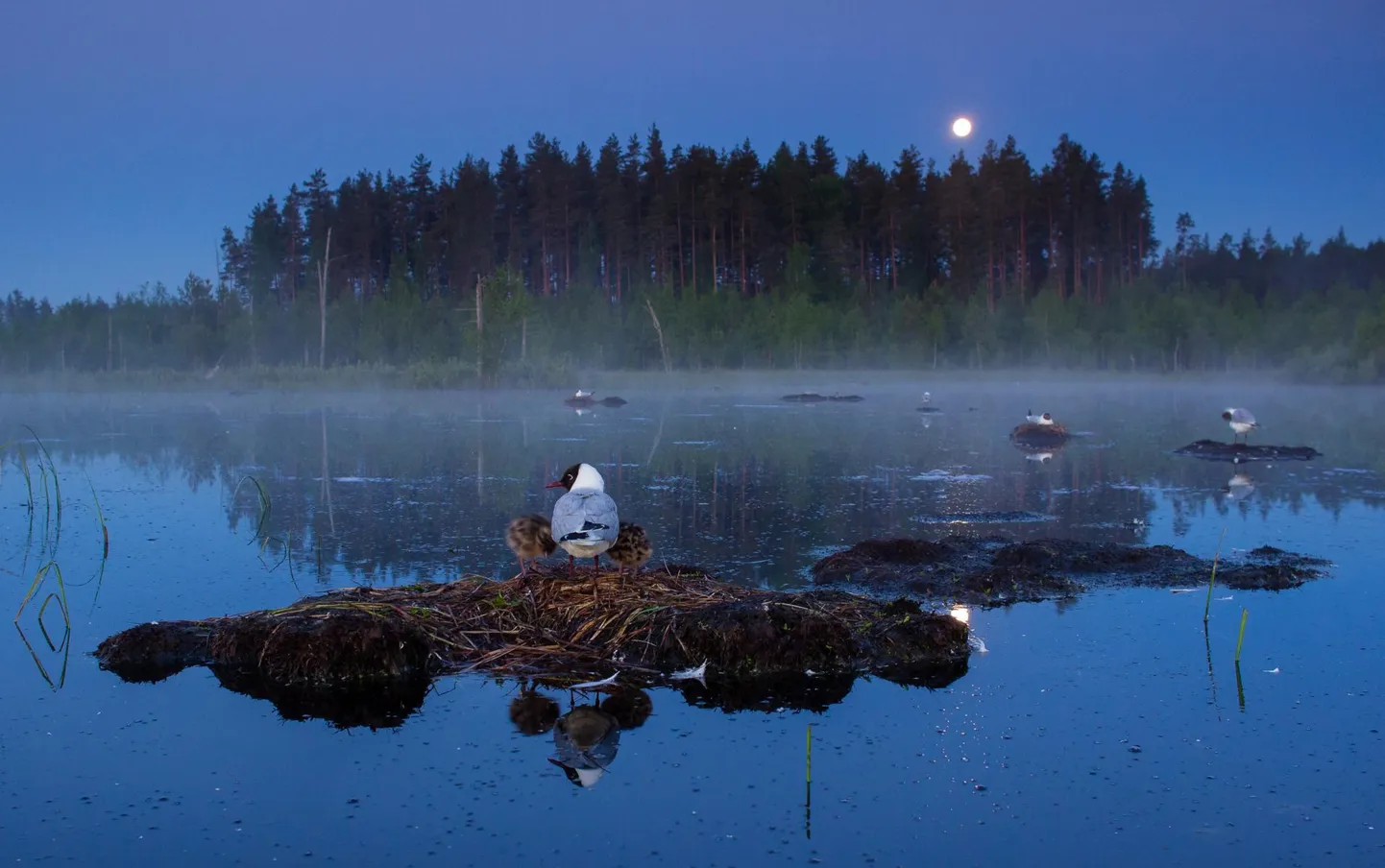Loomafotode peaauhinna pälvinud töö, naerukajakad koos poegadega väga vara hommikul. Jaak Sarv