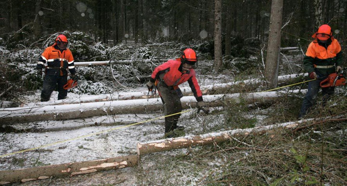 Eile puhastasid RMK Kirde regiooni raietöölised Arvo Karu, Roland Järve ja Valdek Kingumets Koeru kandis metsasihti tormimurrust.