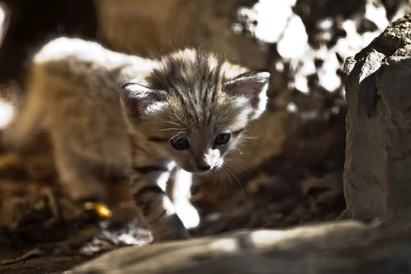 Luitekassi poeg Iisraelis Ramat Gani safaripargis