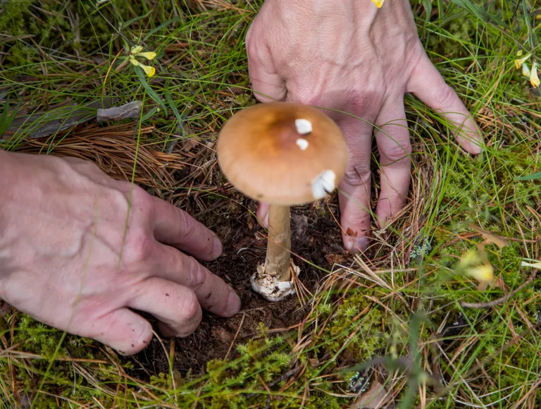 Botaanik Loore Ehrlich näitab, et kuigi kollakaspruunil kärbseseenel puudub teistele kärbseseentele omane rõngas, on tal olemas kott ehk tupp.