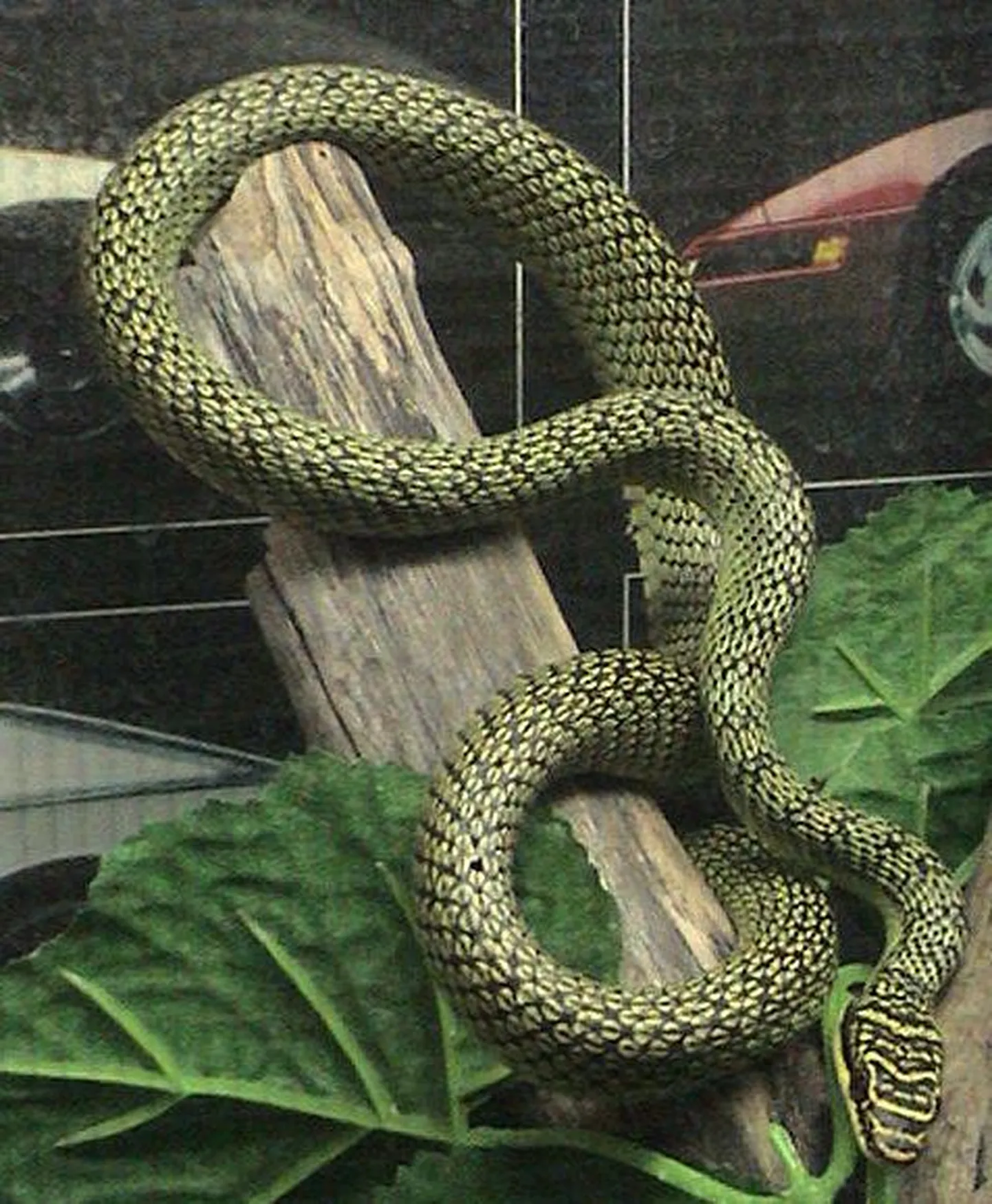 Chrysopelea madu