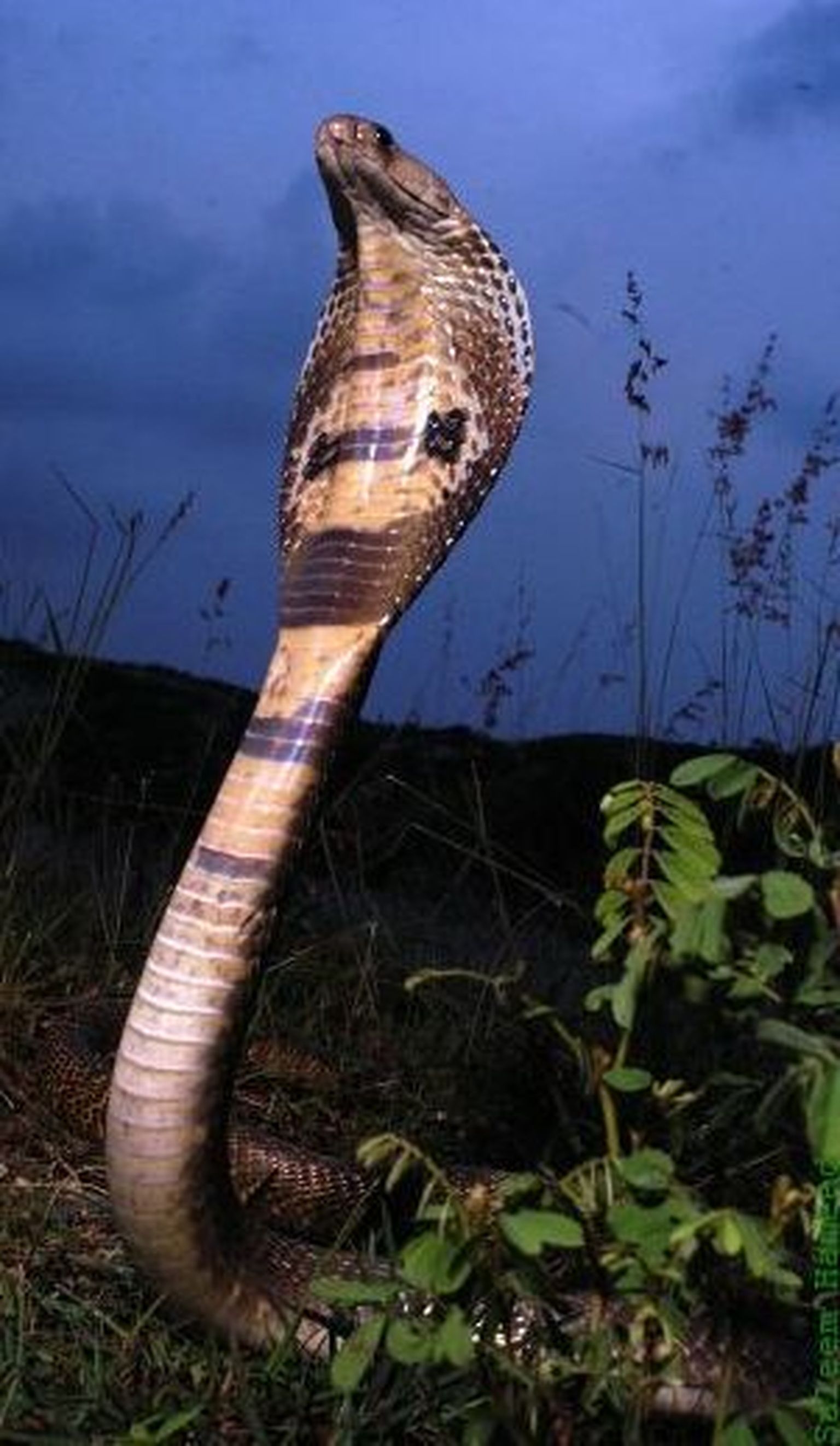 Индийская кобра. Иллюстративное фото