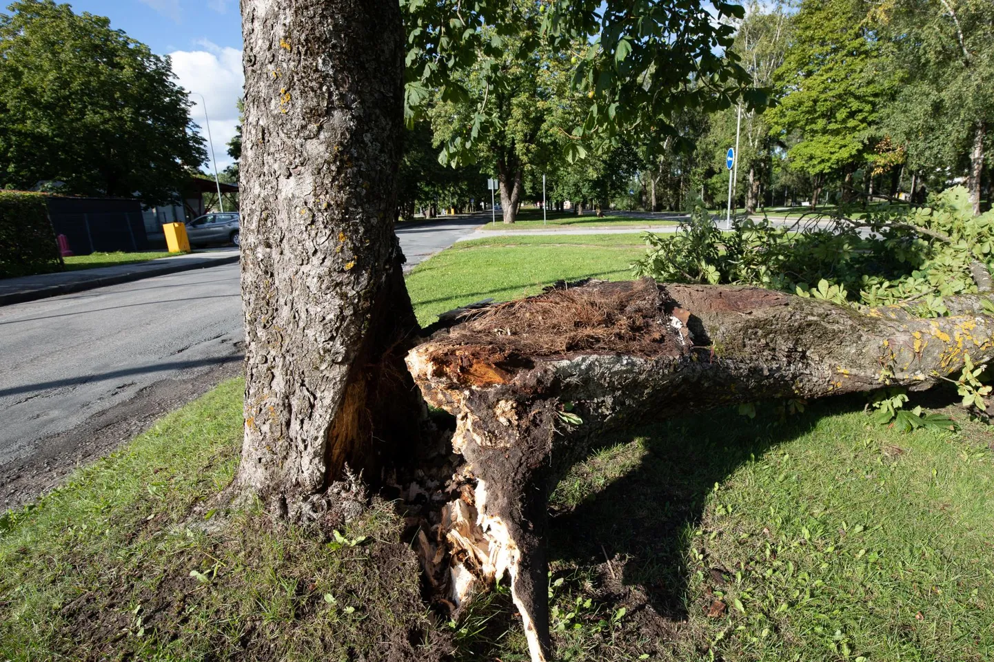 Kastani puiestee praegused hobukastanid on haiged ja kipuvad tugevate tuultega murduma. Foto on võetud 2020. aasta septembris. 