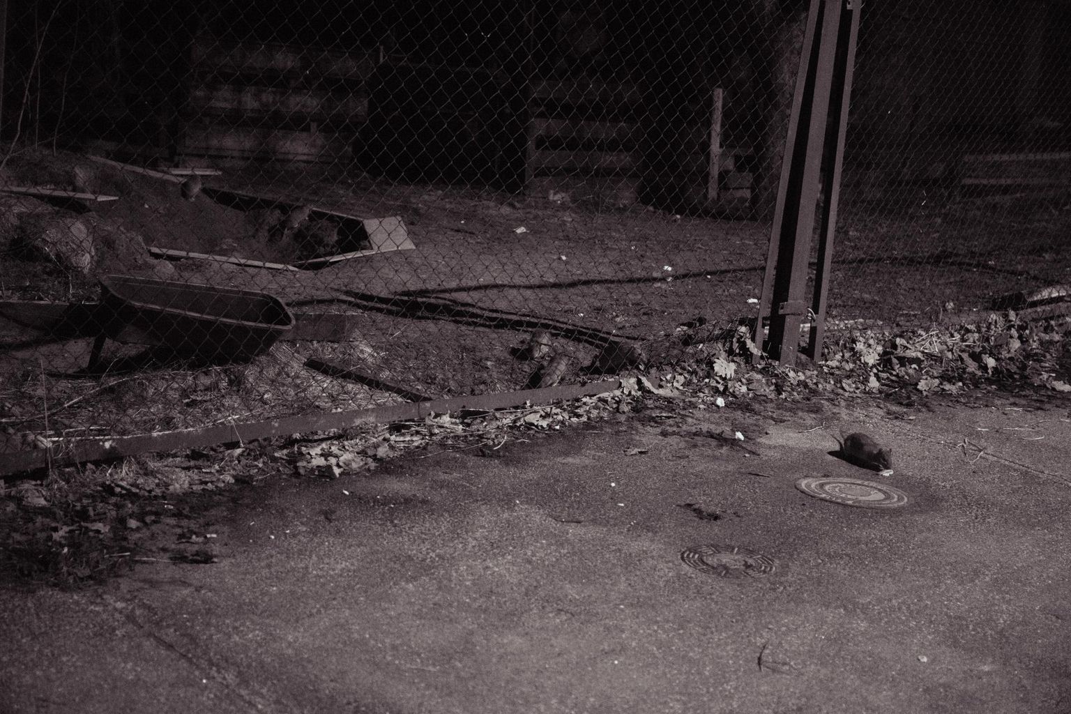 Когда несколько дней назад журналист и фотограф зашли во двор дома, там копошилось минимум десять крыс.