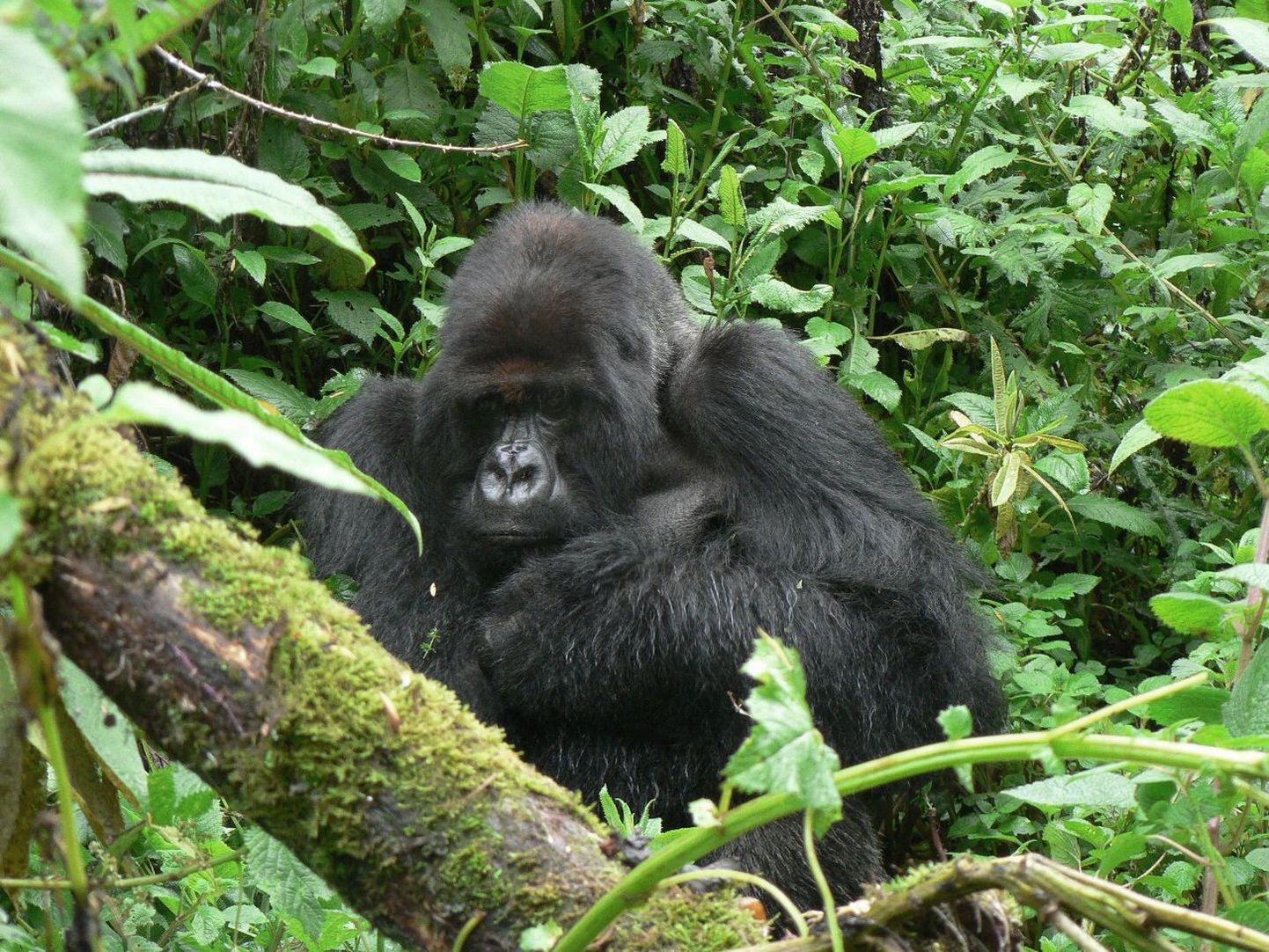 Gorilla Titus