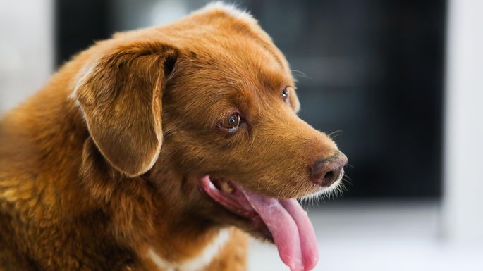 Умер самый старый пес на Земле: Боби был 31 год