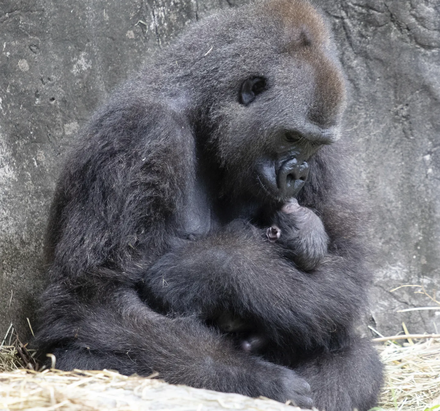 Gorilla ar mazuli.
