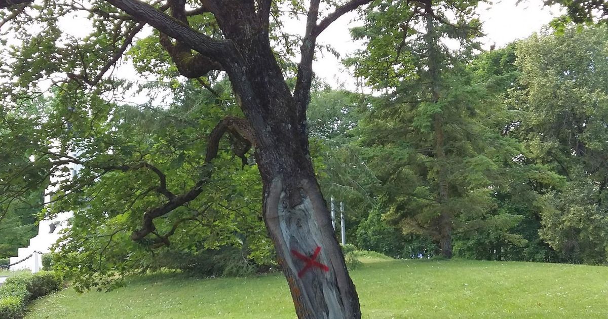 Rakveres langetatakse ohtlikke puid