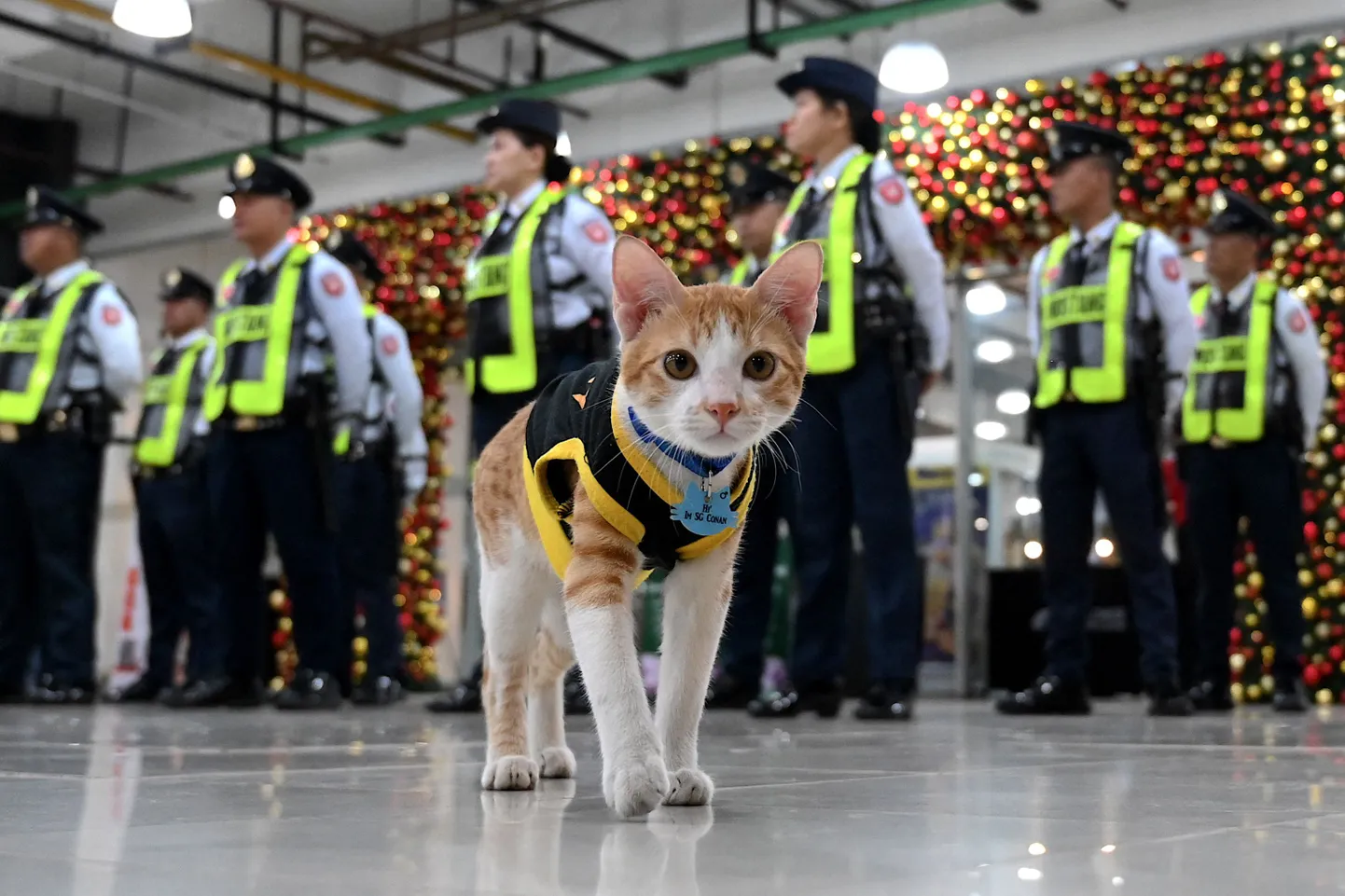 Manila ärikeskuses «töötav» turvakass Conan enne vahetuse algust. Hiirekuningad pakuvad turvameestele seltsi paljudes Filipiinide pealinna kontori- ja ettevõtlushoonetes.