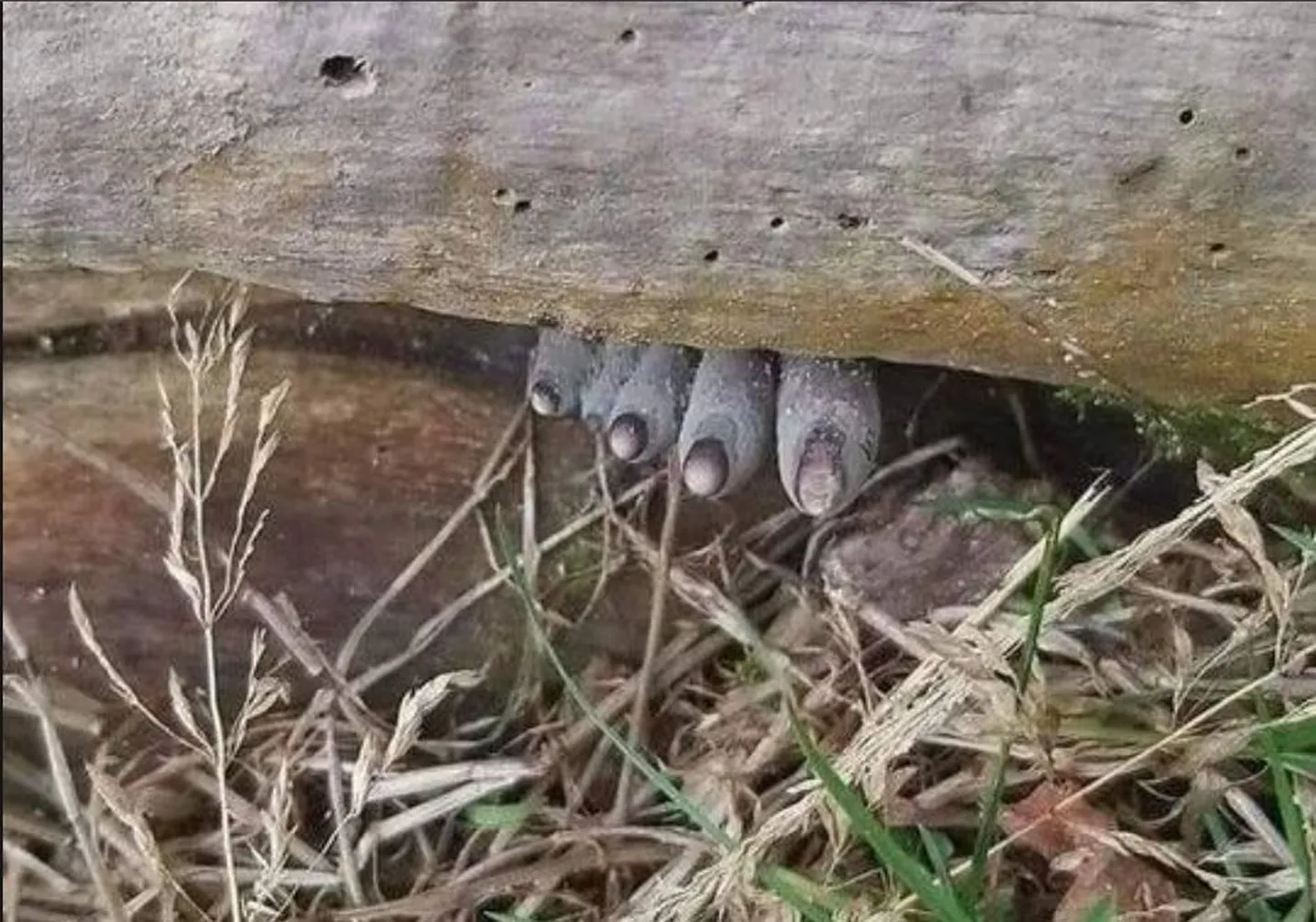 Лапа непонятного кого