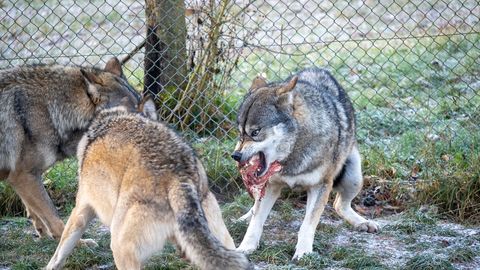 Lapse ohtlik avastus loomaaias: vanemad jätsid järelevalve