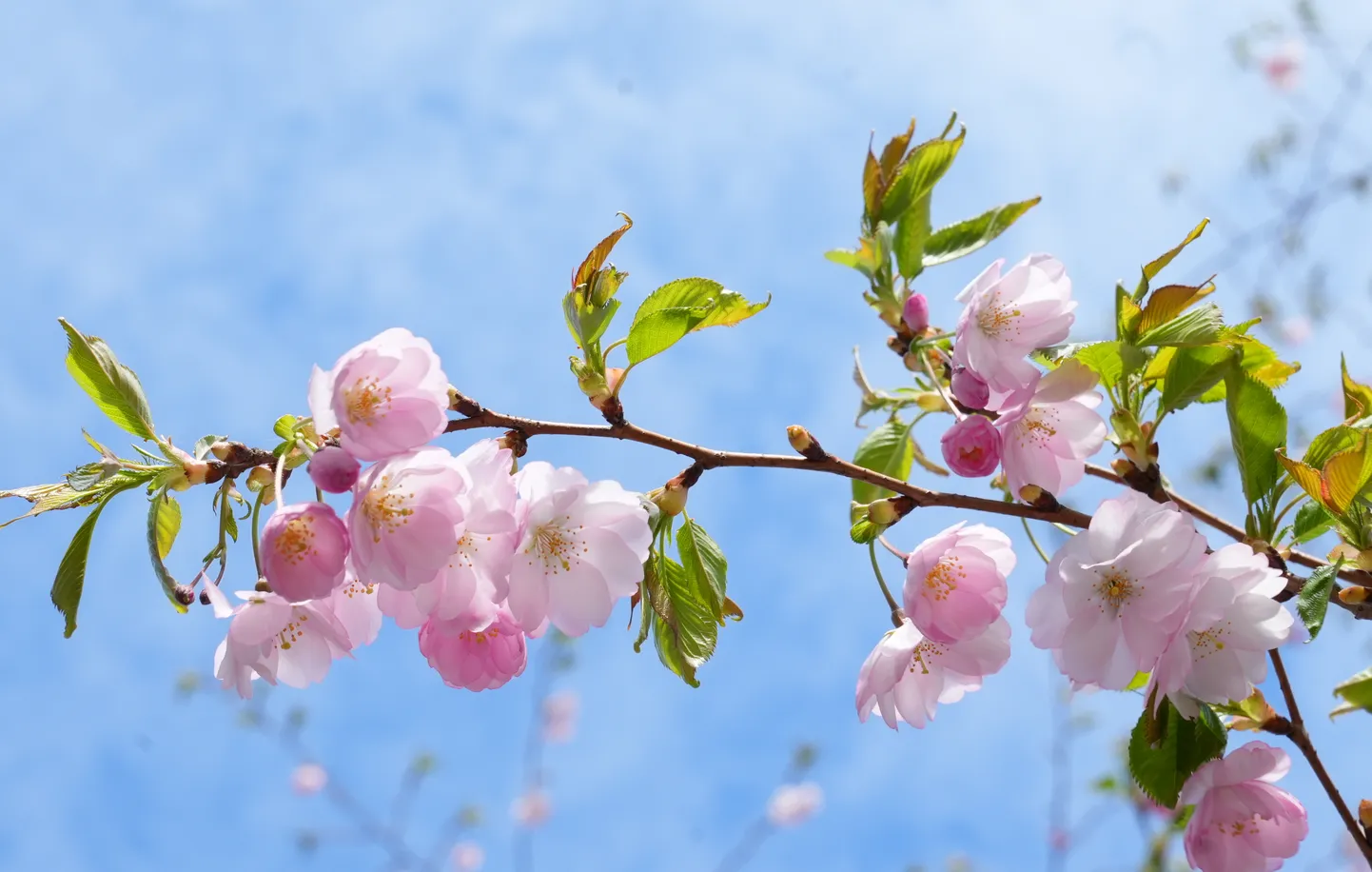 Uzvaras parkā jau zied sakuras