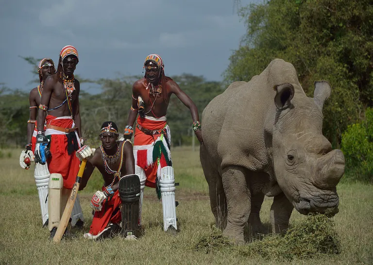 Maasai sõdalased mängivad kriketit