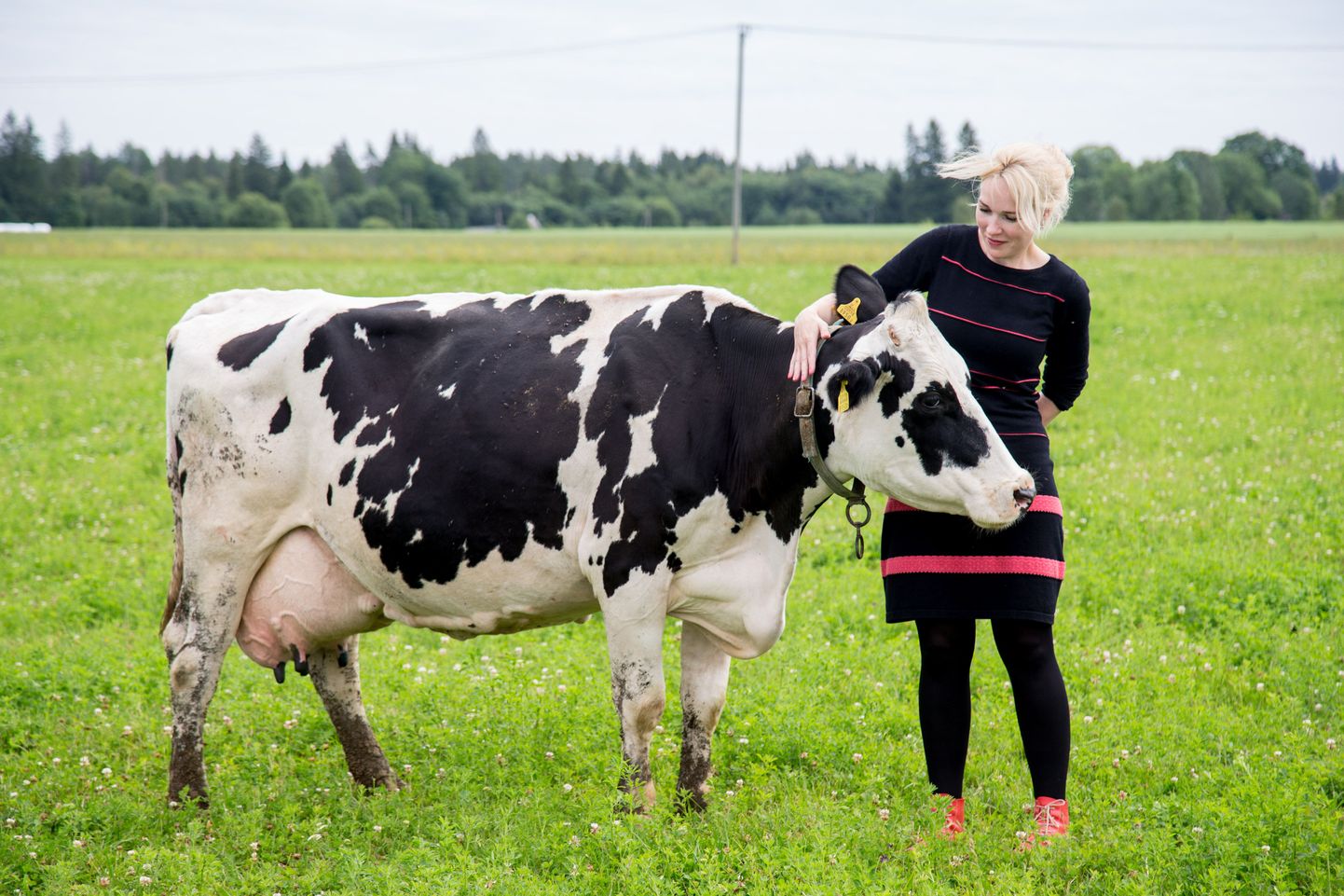 Vanematelt üle võetud 36pealine põhikari on Kaja Piirfeldti käe all kasvanud kaks korda suuremaks ja piimatoodang kosunud ligemale poole võrra.