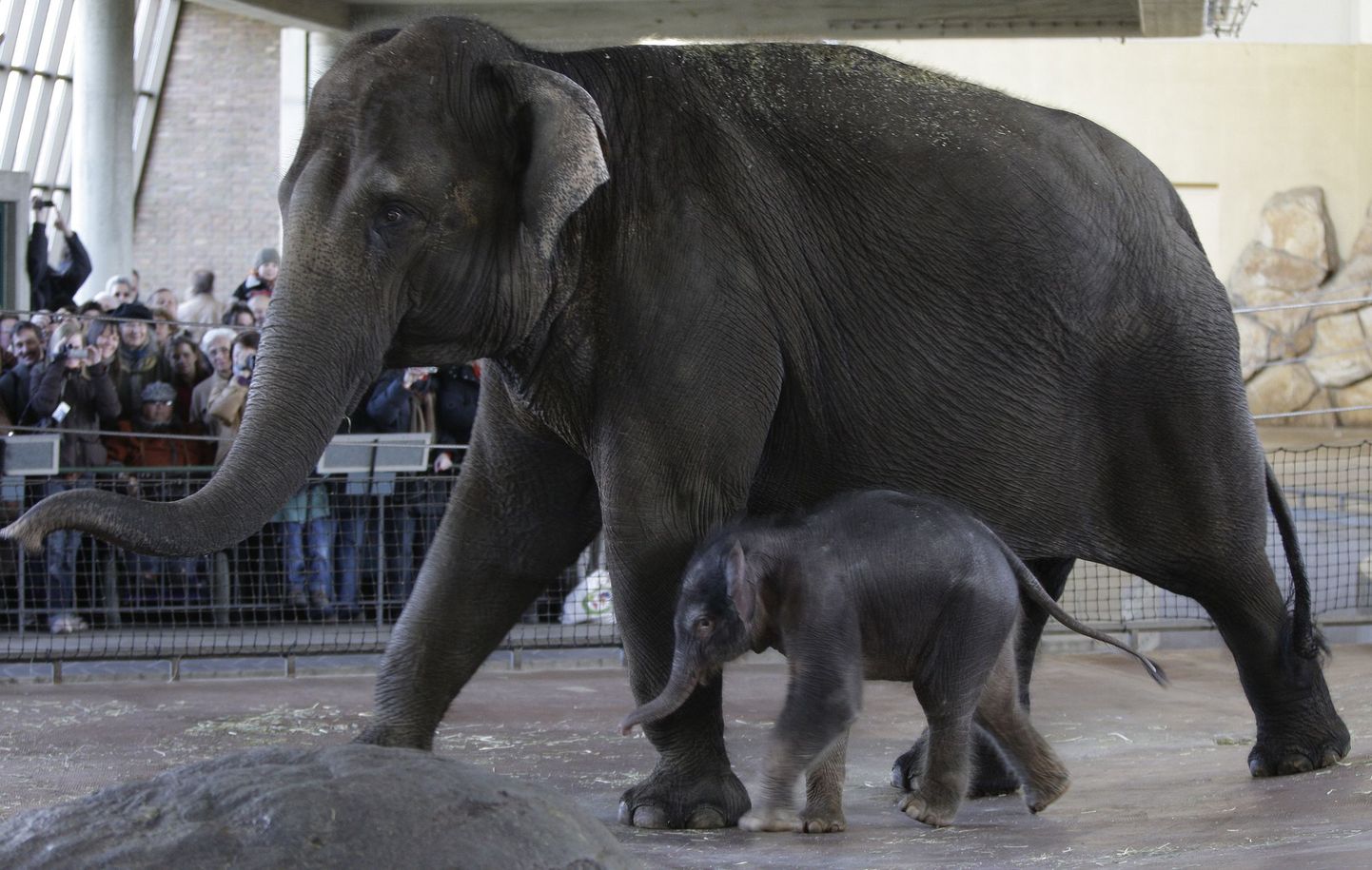 Pildil olev viiepäevane Ko Raya koos oma ema Pangphaga Berliini loomaaias. Elevanditüdruk sündis tänavu 15. märtsil.