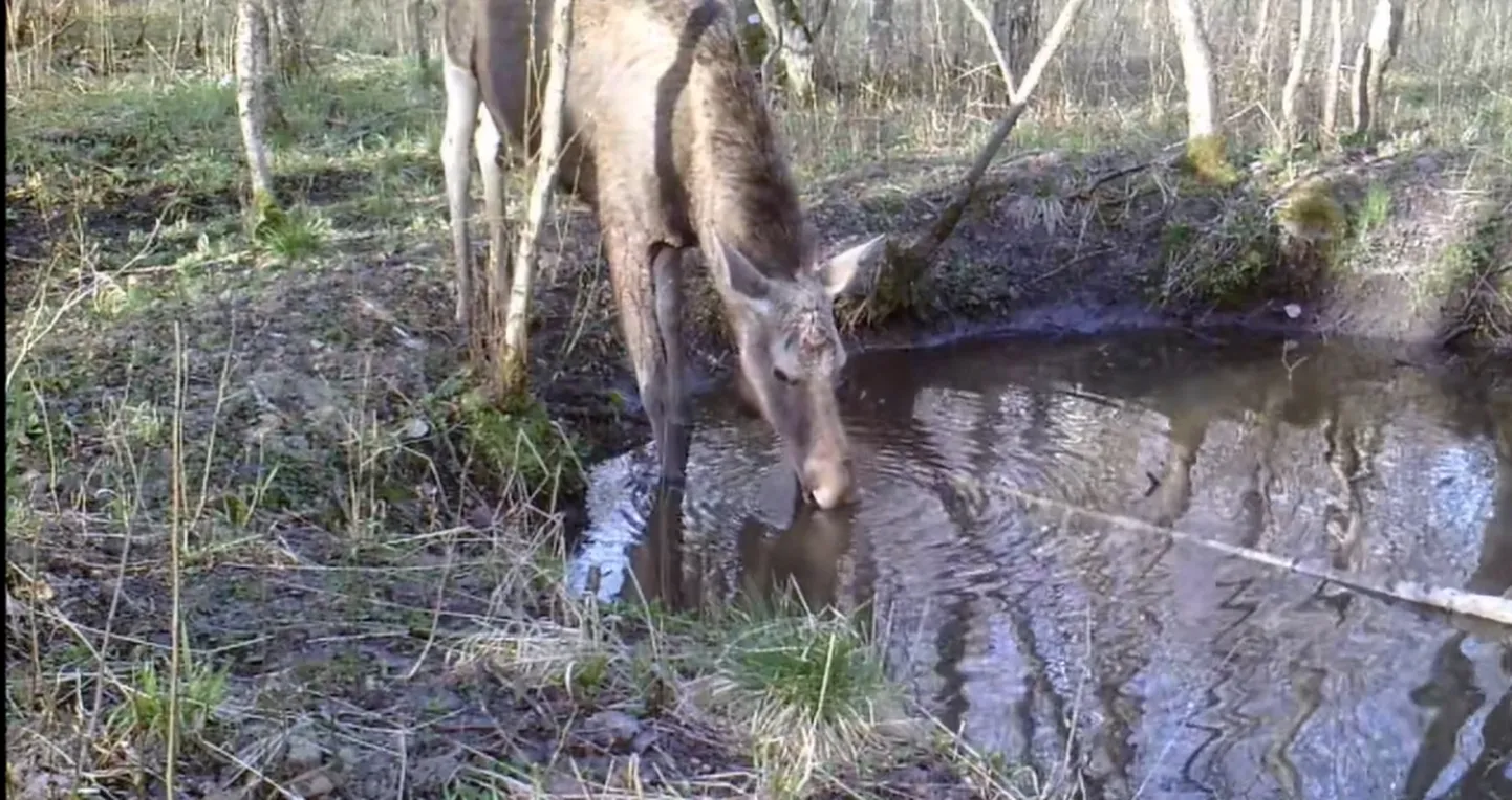 Põder veesilma ääres