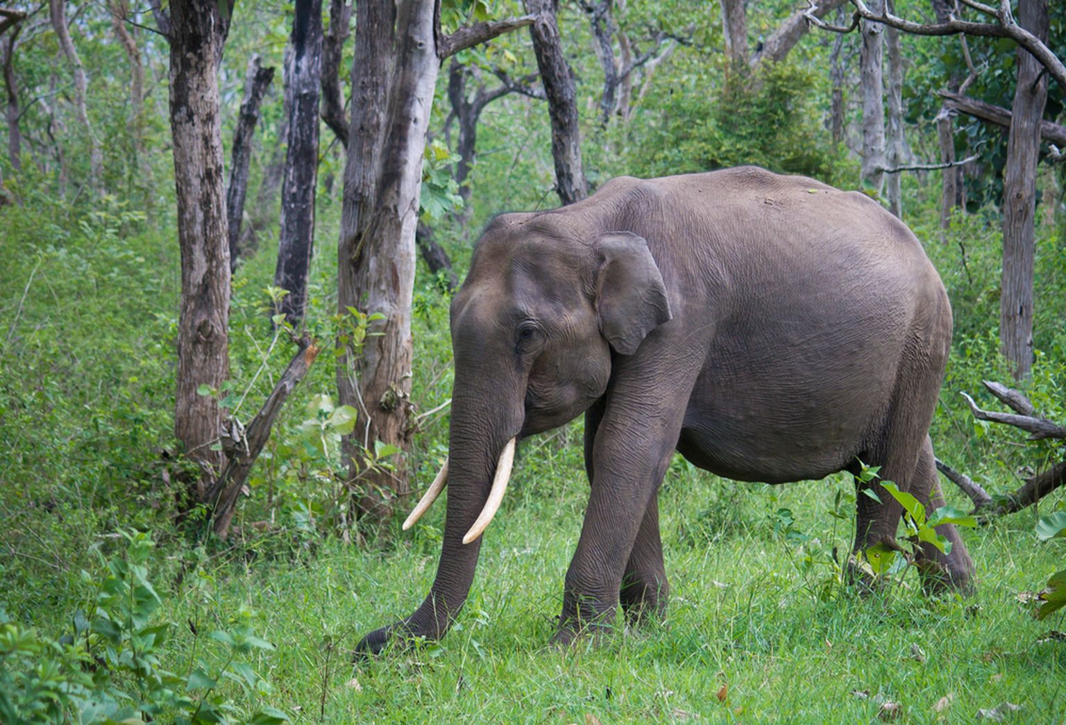 Слон в Индии. Фото иллюстративное.