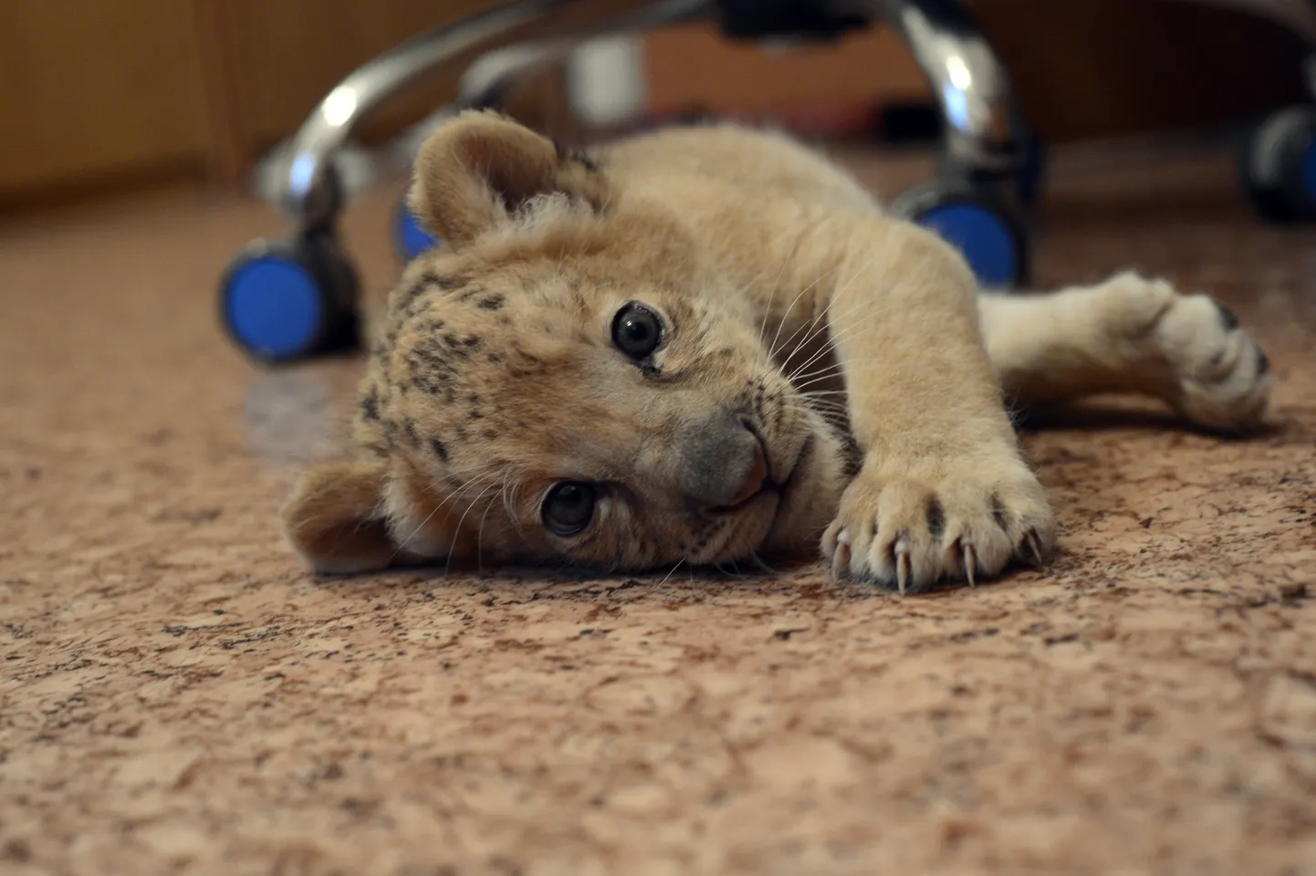 Liliger Kiara