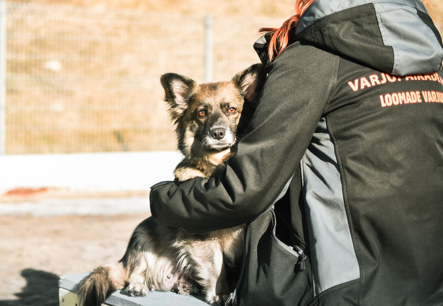 Varjupaikades ootab oma südamesõpra 40 koera