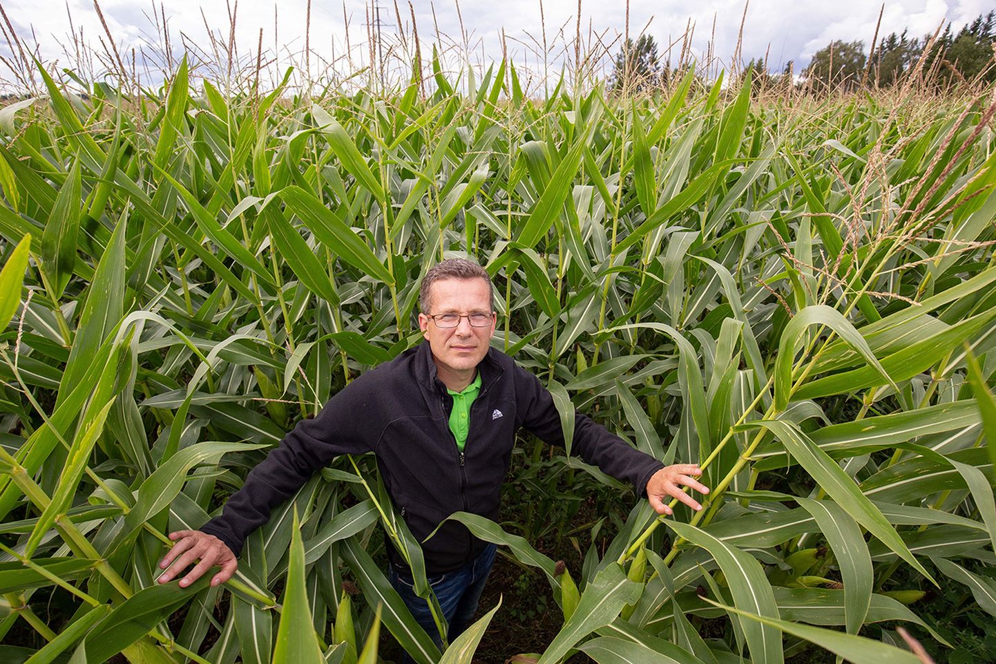 Väätsa Agro AS on Väätsa piirkonnas põllumaid kokku ostnud, nii ka selle maisipõllu, kus seisab ettevõtte juhatuse liige Margus Muld. Rentimisest püüab ettevõte pigem hoiduda ja eelistab maad täielikult enda käsutusse saada.