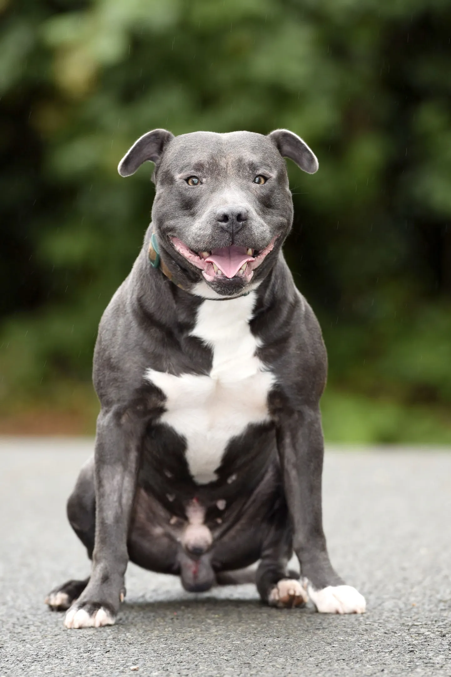 Pit bull terjer