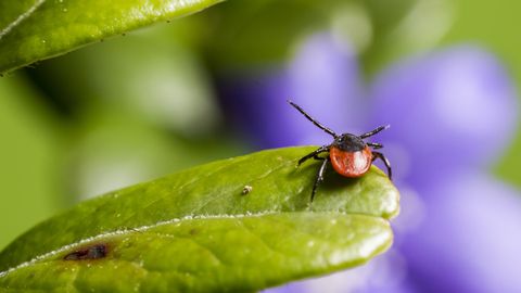 VAATA KAARTI ⟩ Ühes Eesti maakonnas on nakatunud pea pooled puugid
