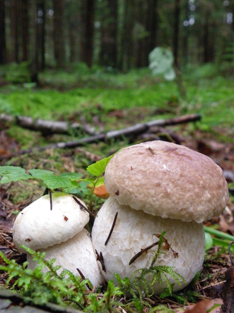 Белые грибы могут быть белыми и снаружи.