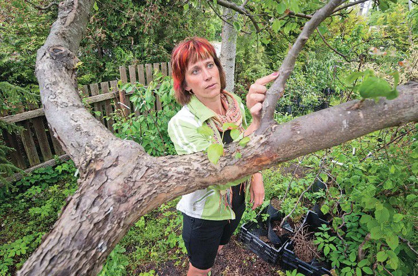 Вилго Вахесаар, хозяйка питомника Хальяссааре, показывает место привоя на дереве с семью сортами яблок.