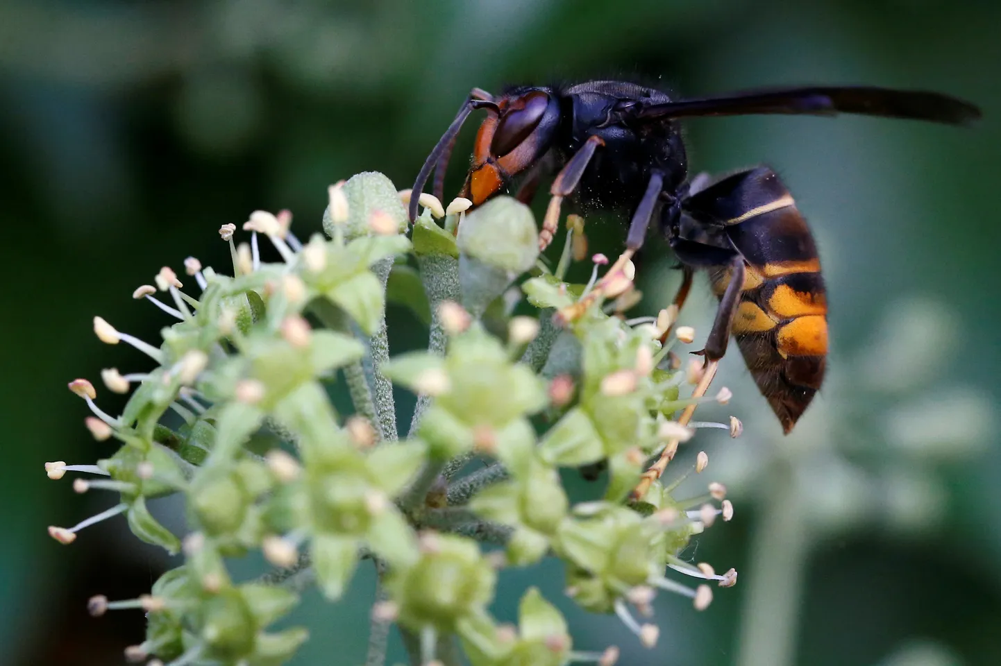 Āzijas sirsenis (vespa velutina)