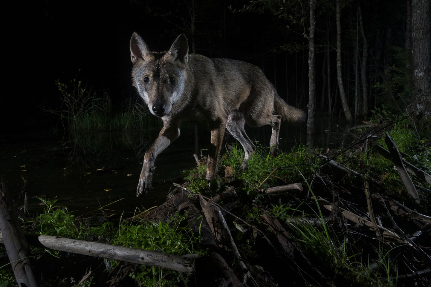 Tänavune Looduse Aasta Foto võidutöö «Noor susi», mille autor on Aare Udras.