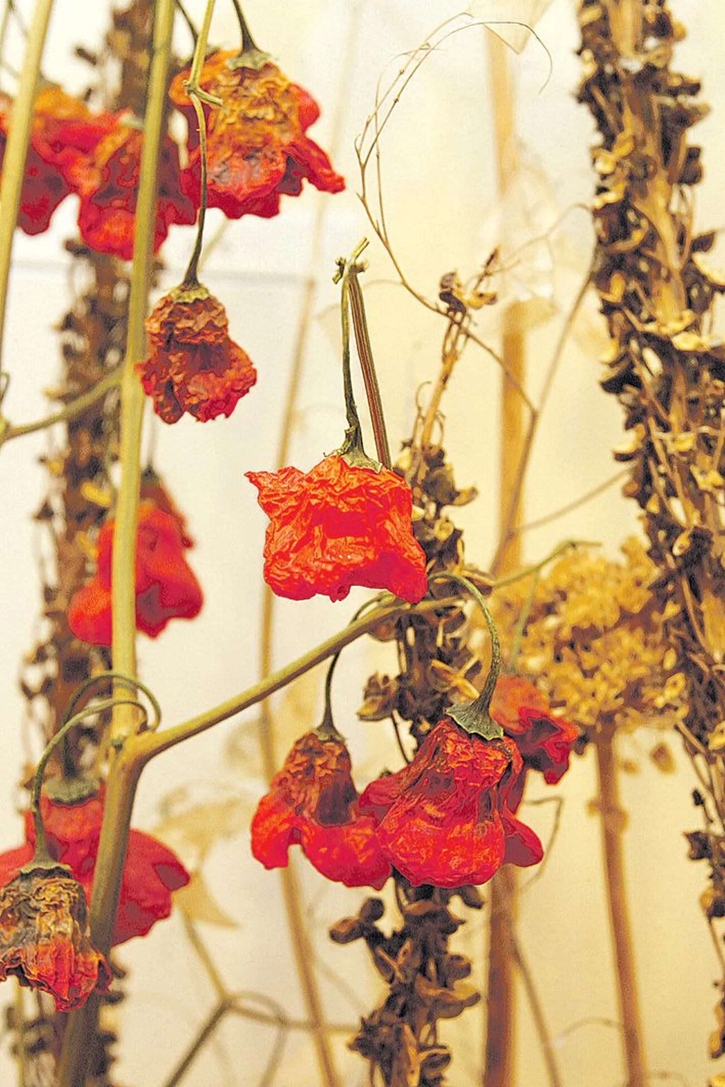 Kuivatatud paprika lisab jõulukaunistustele värvi.