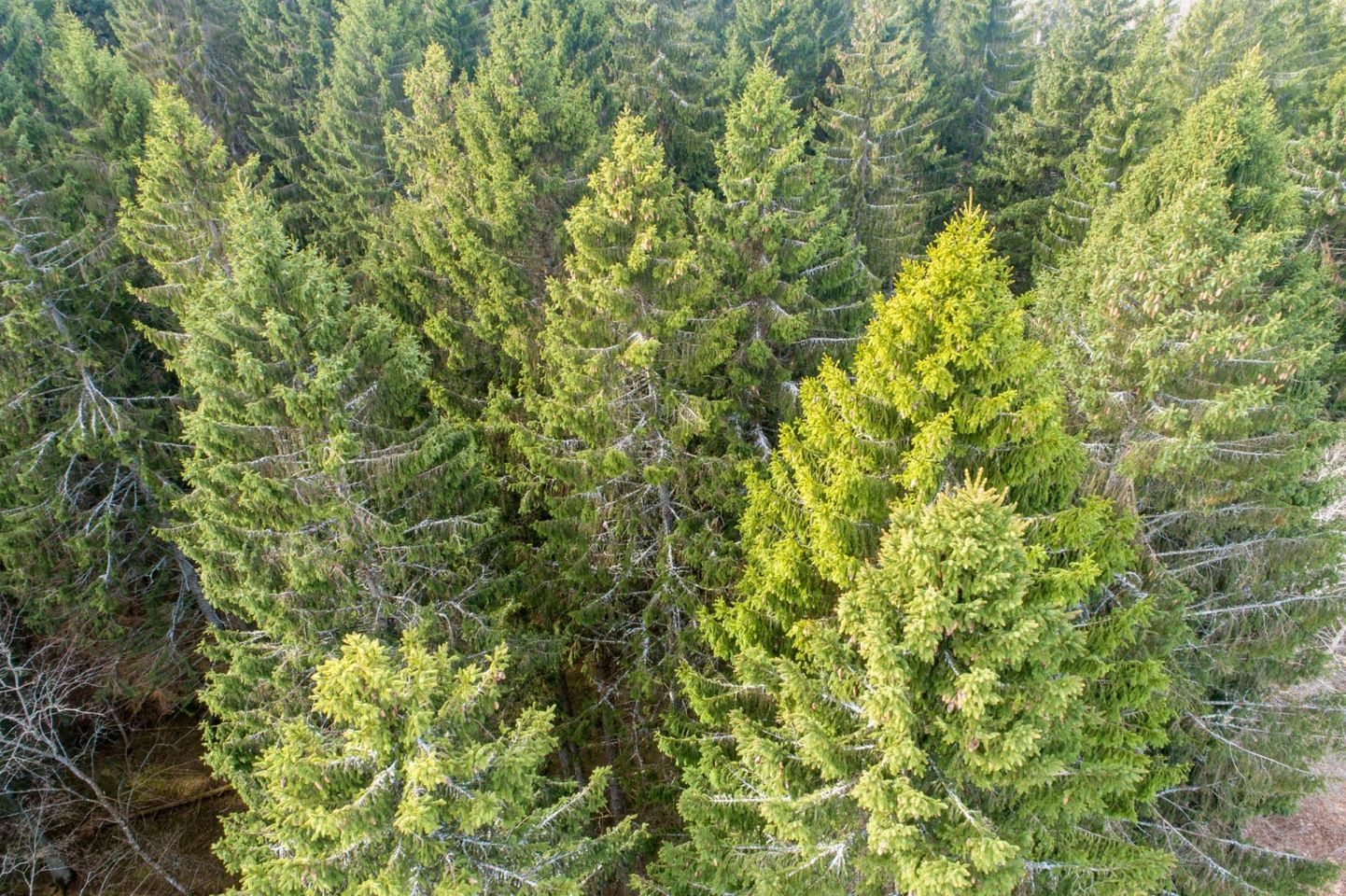 Kui siiani arvati toodangu hulka ainult see osa puidust, mis metsas maha raiuti, siis alates 2019. aasta sügisest arvatakse toodangu hulka ka metsa juurdekasv. FOTO: Elmo Riig/Sakala