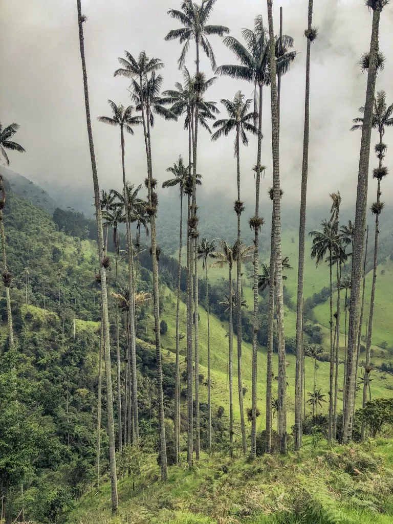Cocora org