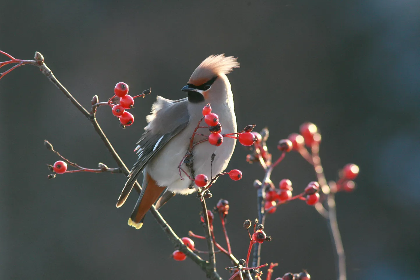 Siidisaba ehk viristaja.  Bombycilla garrulus