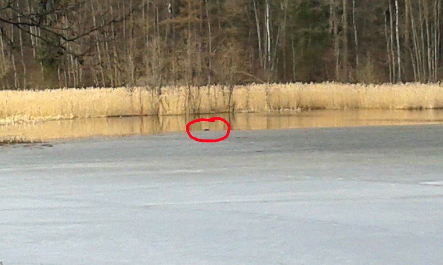 Kui politsei 7. aprillil Pikkjärve äärde jõudis, lebas jää ja vee piiril müts, mis kuulus Viktorile. Mehe surnukeha leiti samast veekogust alles eelmisel nädalal.