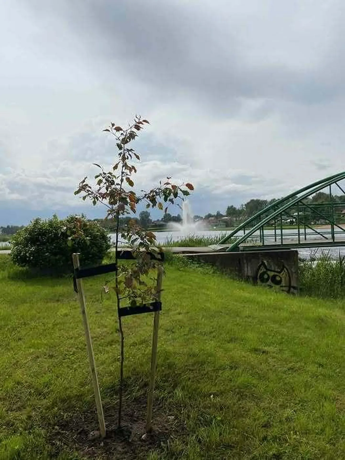 Яблоня-путешественница вернулась к водохранилищу Педели.