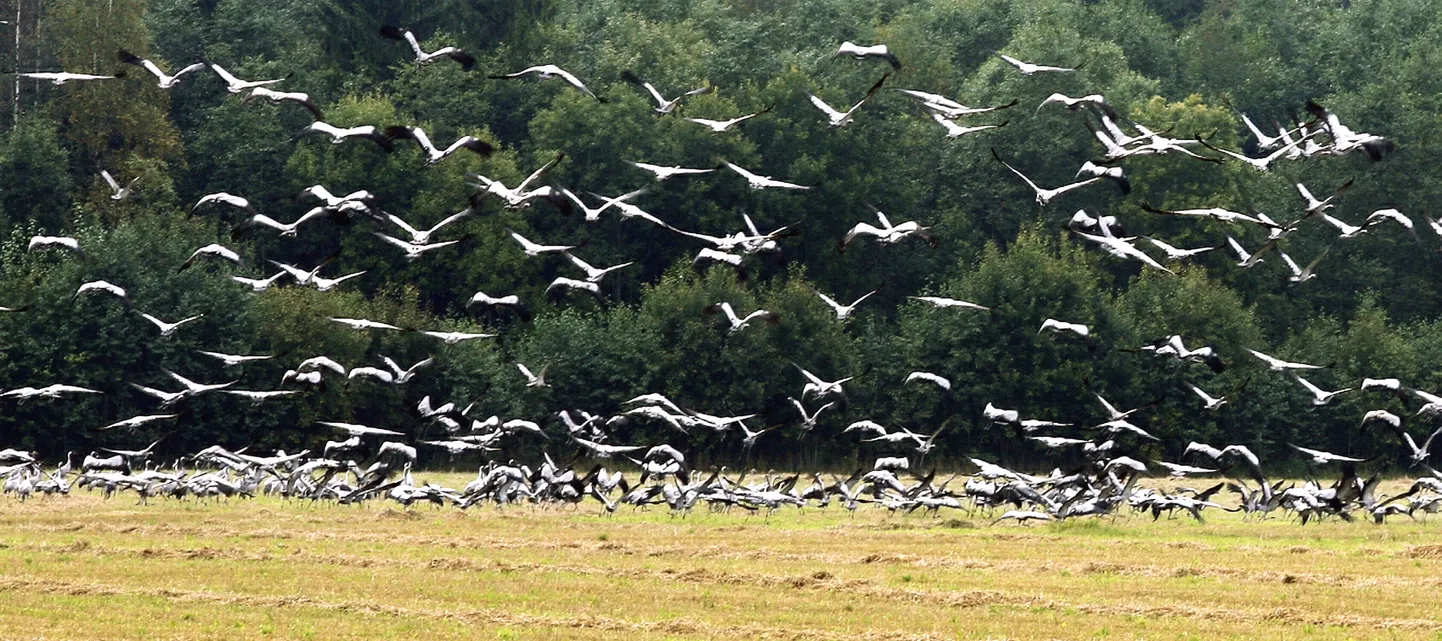 PRN01: RÄNDLINNUD : PÄRNU, EESTI,  20SEP12-
Sookured
ul/Foto URMAS LUIK PÄRNU POSTIMEES