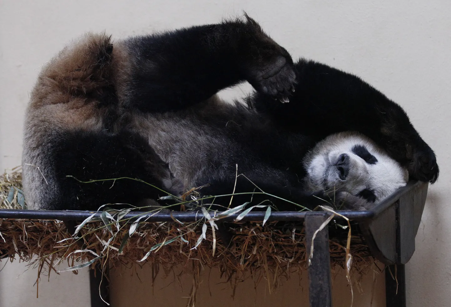 Tian Tian