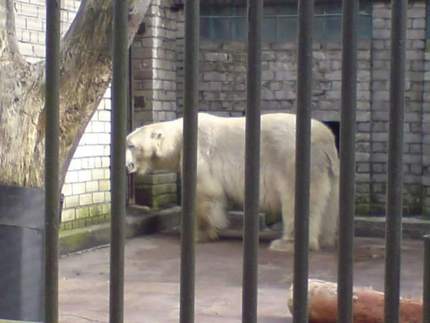 Isane jääkaru Nord jõudis Tallinna Loomaaeda.