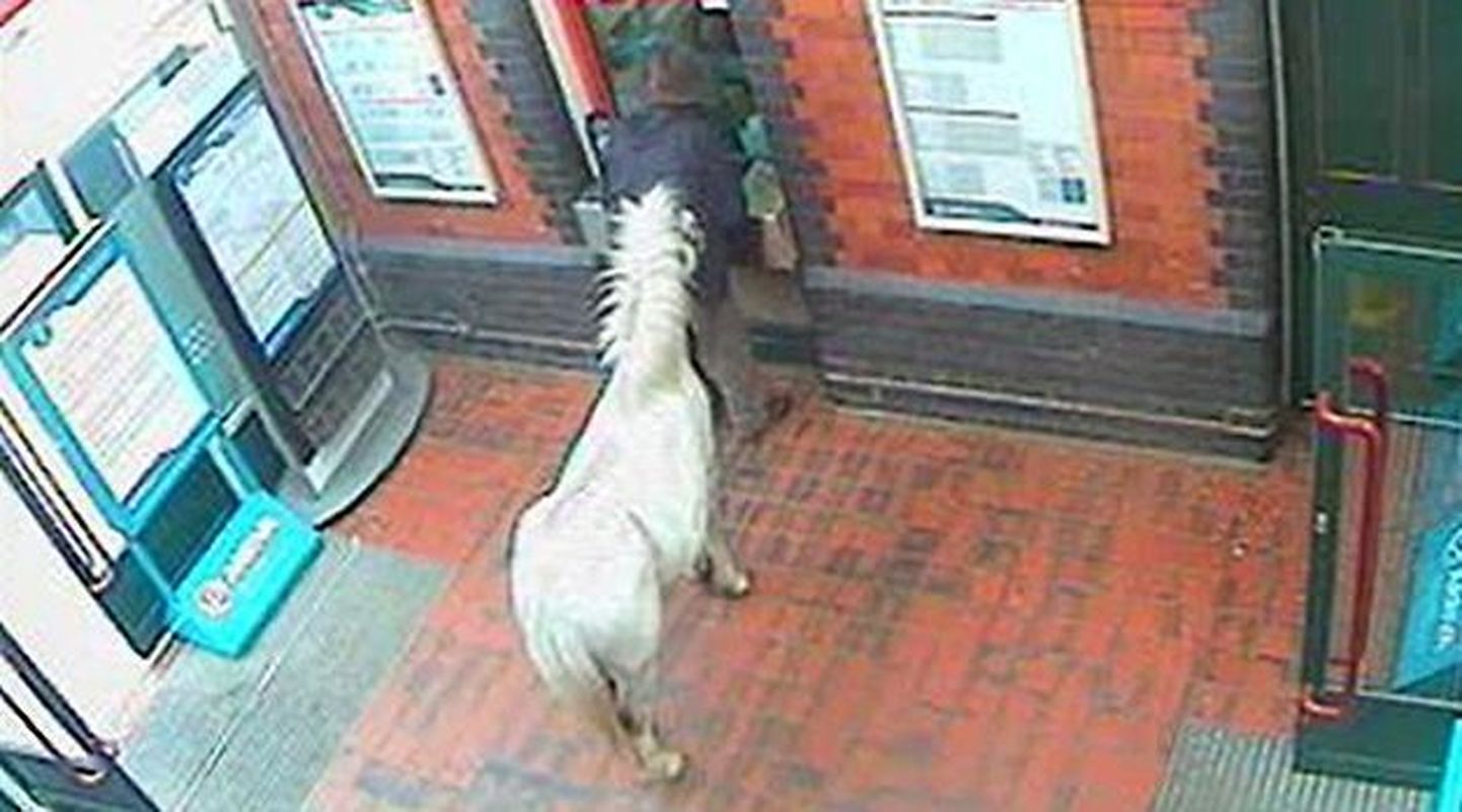 Wrexhami raudteejaama turvakaamera lindistus, millel on näha meest piletit ostmas ning tema valget hobust