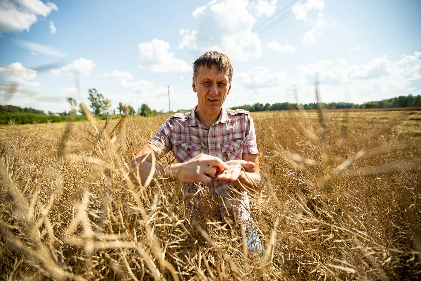 Kuigi tänavune teraviljasaak oli rekordiline, ütles Mäetaguse Agro juht Teet Kallakmaa, et ei tea veel, kas suudab sel aastal töötajatele jõulupreemiat maksta. Eelarve pingelisus tuleb eelmise suve põuast, mistõttu tuli väga palju sööta juurde osta.