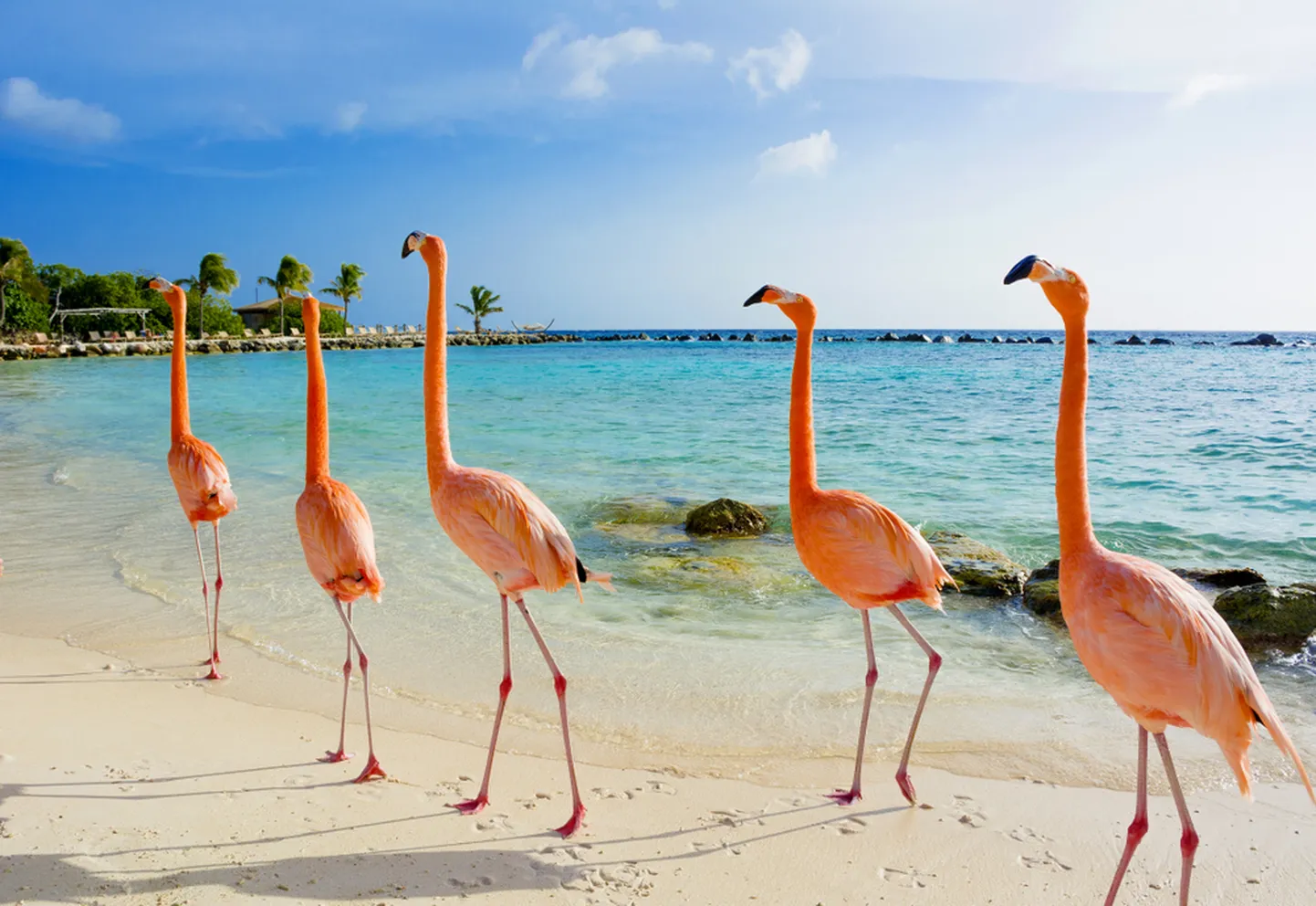 Aruba rannik. Pilt on illustreeriv.