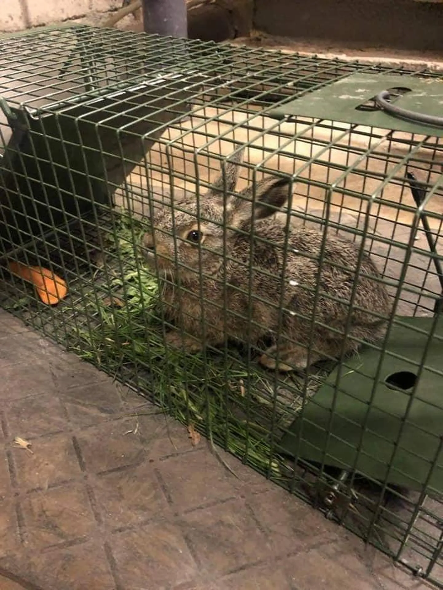Jänes püüti lõpuks porgandi ja rohelise kraami abil puuri ja toimetati looduse rüppe tagasi.