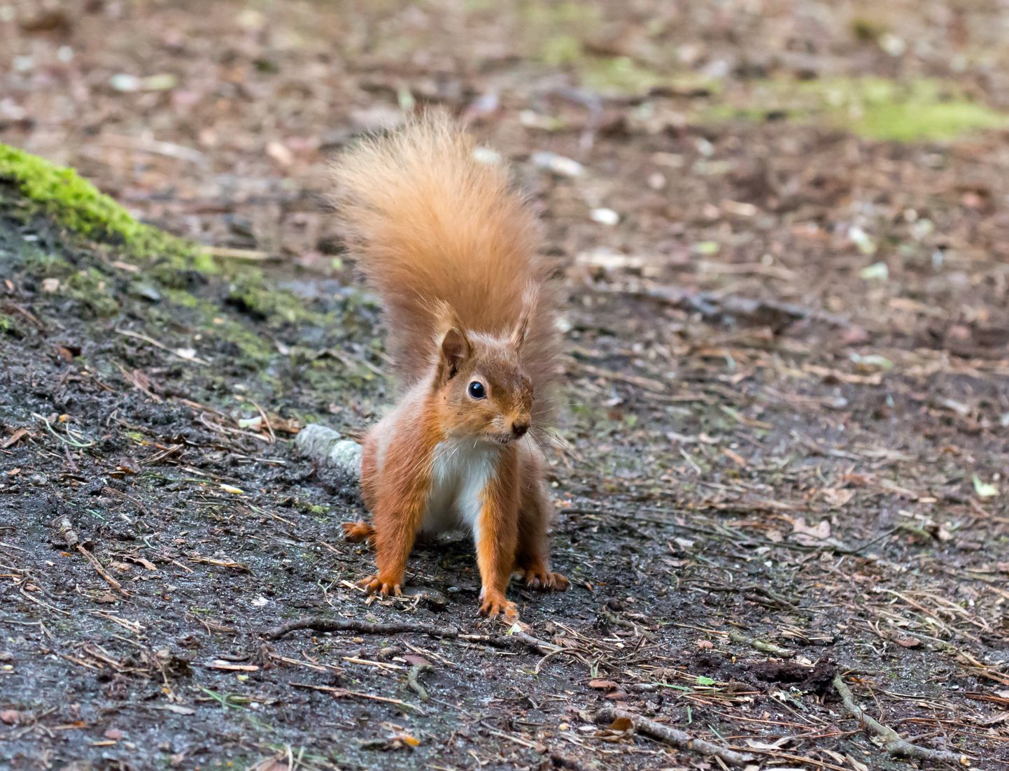 Red Squirrel on Ground