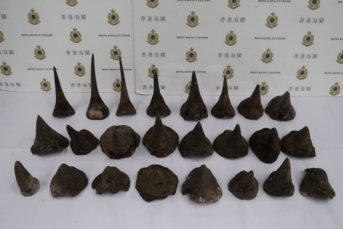 Hongkongi tolliametnikud avastasid kokku 40 kilogrammi ninasarviku sarvi.