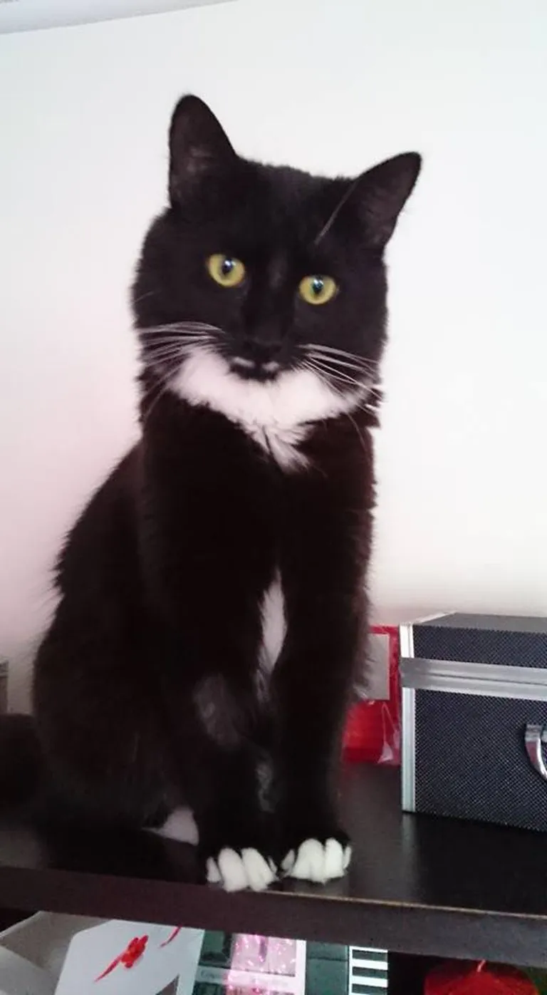 Aramis. Foto: