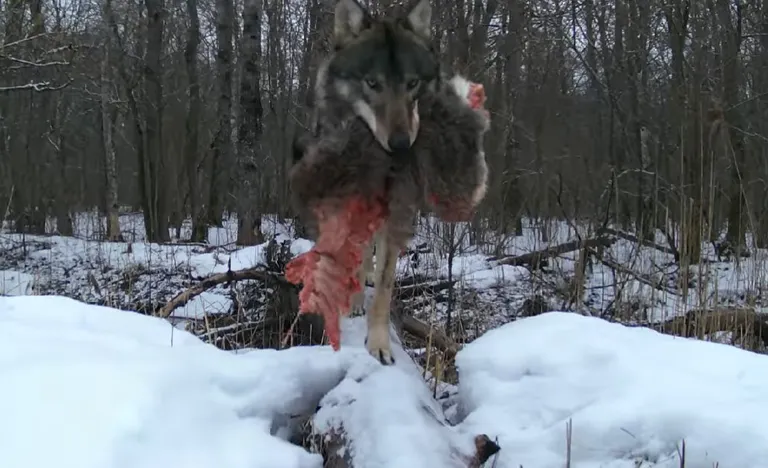 Kuvatõmmis videost