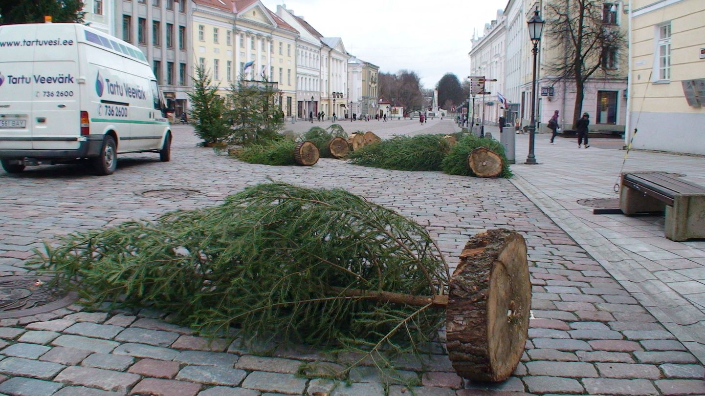 Tartu Raekoja platsil asuv jõulukuusk paneb tuuleiilidele kenasti vastu. Väikestest kuuskedest rajatud kunstliku kuusiku on tuul aga laiali pillutanud.